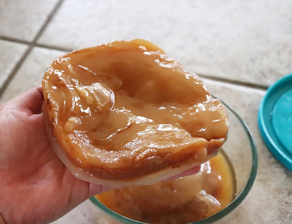 Picture of a Kombucha Scoby