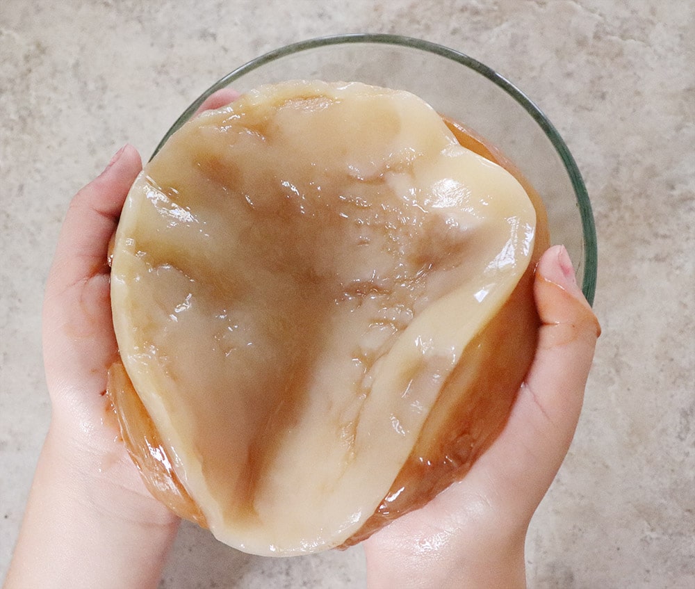 Fresh Scoby in a Scoby Hotel