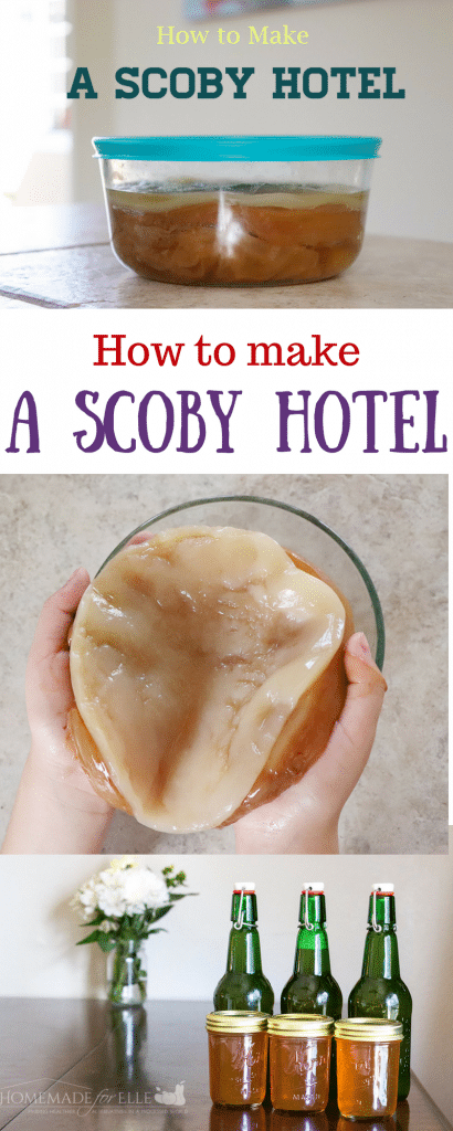 A step by step guide to making a scoby hotel