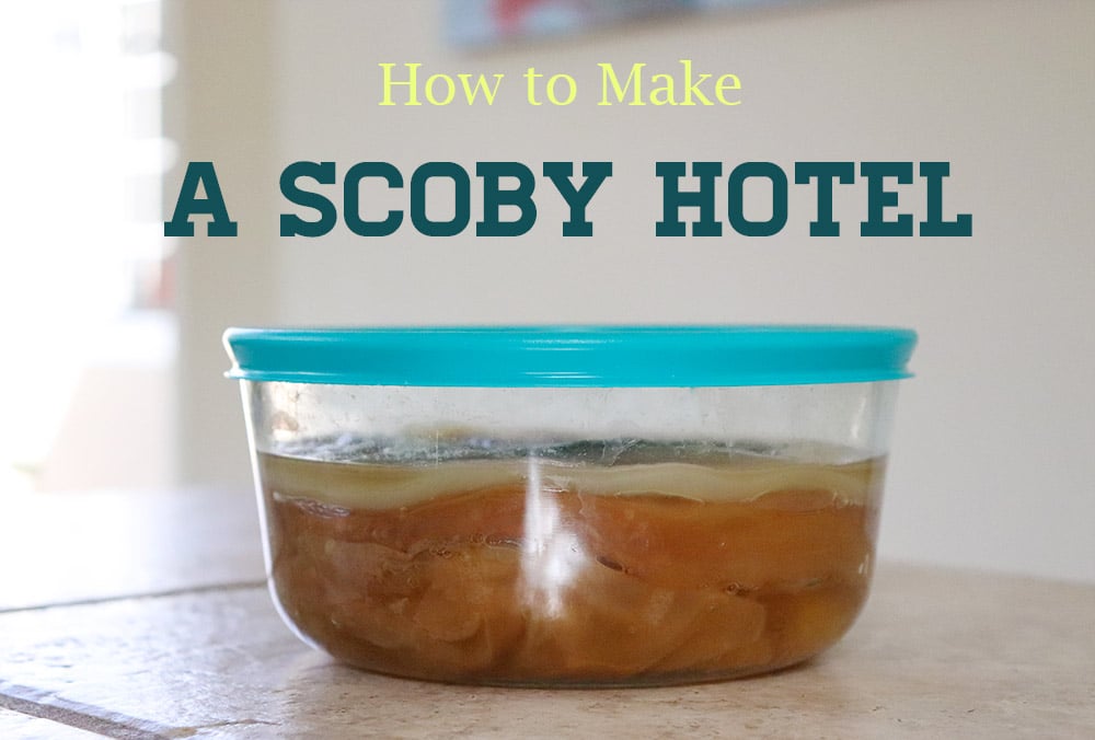 How to Make a Scoby Hotel | homemadeforelle.com